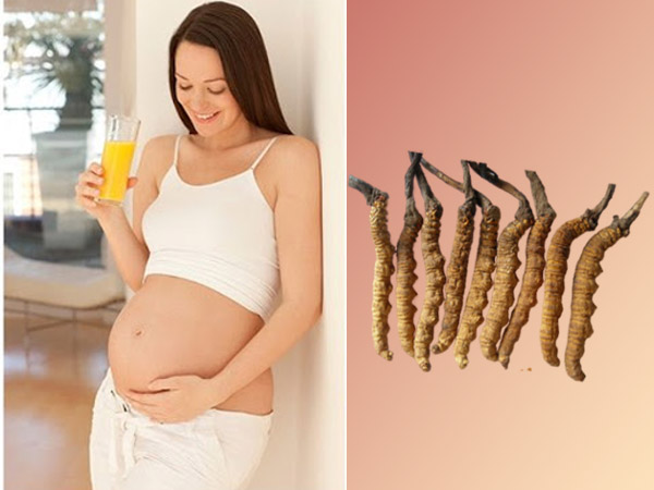 Đông trùng hạ thảo tốt cho mẹ và thai nhi.